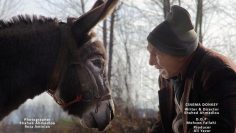 Cinema-Donkey